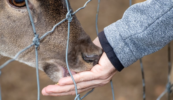 Tierschutz im Islam-34-foto.jpg